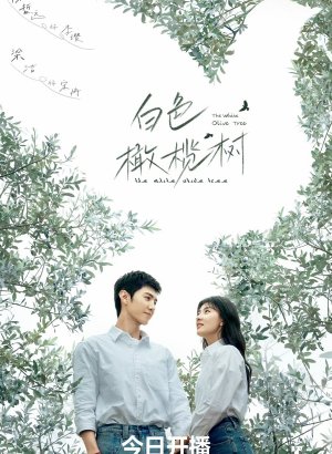 Белое оливковое дерево дорама 2025